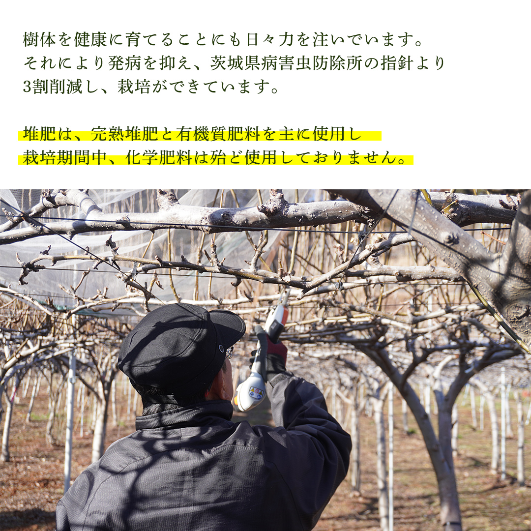 ＜農家直送＞梨 茨城県オリジナルブランド品種 恵水 大玉