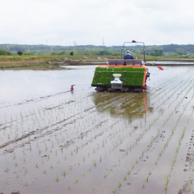 お米 5kg ★関東地方限定配送★ 先行予約 《10月より順次発