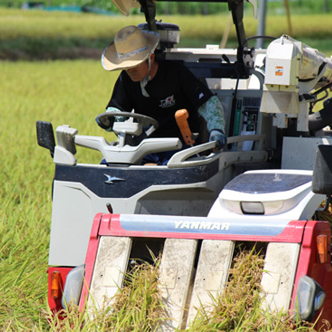 【最短3～7営業日出荷】 コシヒカリ 精米 5kg 令和7年産 産地