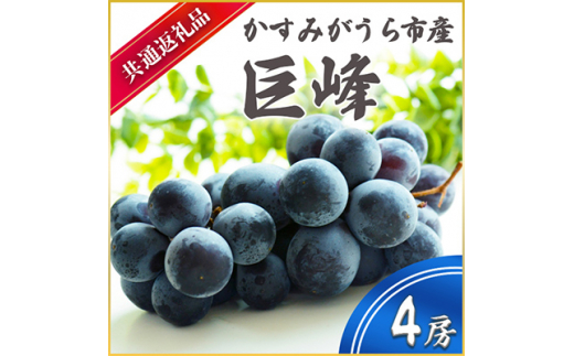 巨峰 4房 ＜2026年7月より順次発送予定＞ (県内共通返礼品:か