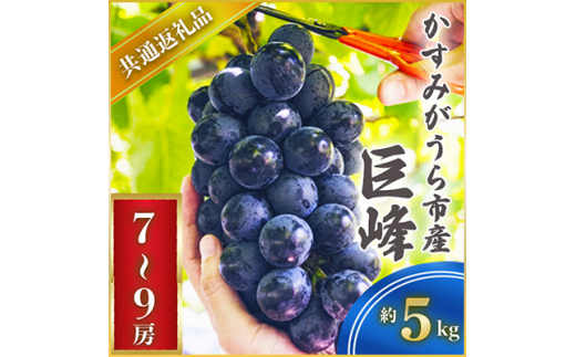 巨峰 約5キロ 7～9房 ＜2026年7月より順次発送予定＞ (県内共