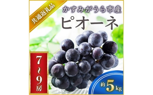 ピオーネ 約5kg 7～9房 ＜2026年7月より順次発送予定＞ (県内