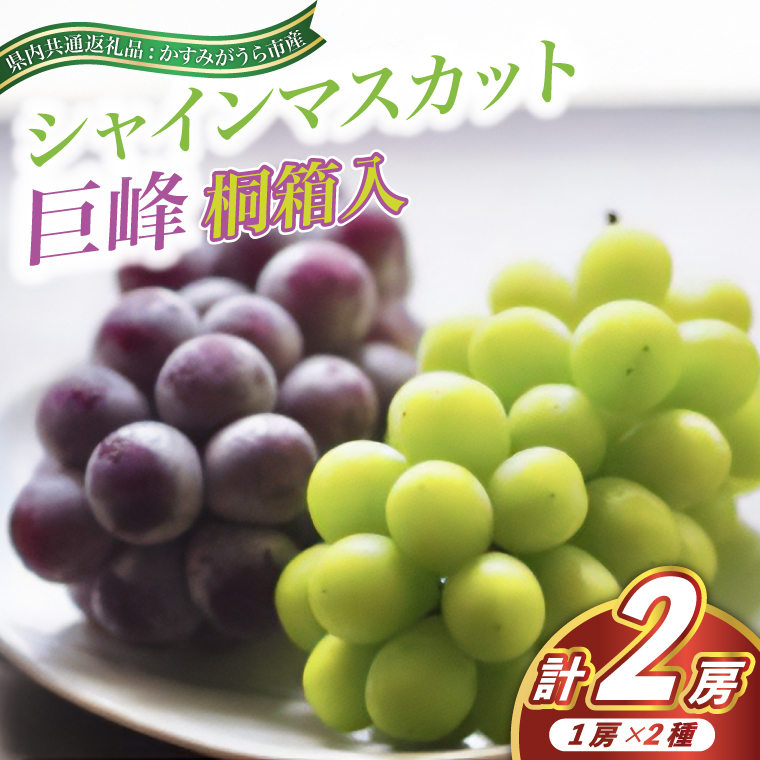 シャインマスカット と 巨峰 桐箱入り 2房 ＜2026年7月より順