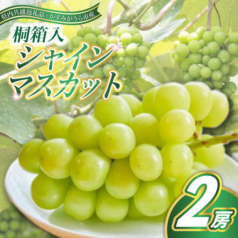 シャインマスカット 桐箱入り 2房 ＜2026年7月より順次発送