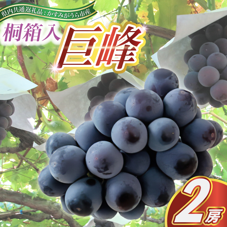 巨峰 桐箱入り 2房 ＜2026年8月より順次発送＞ (県内共通返礼