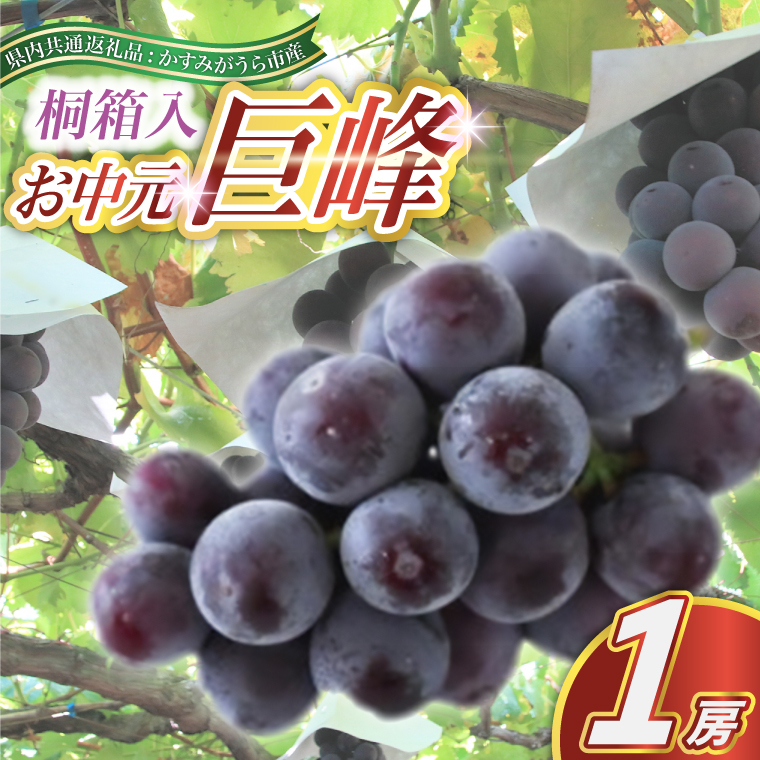 【お中元 熨斗付】 巨峰 桐箱入り 1房 ＜2026年8月より順次発