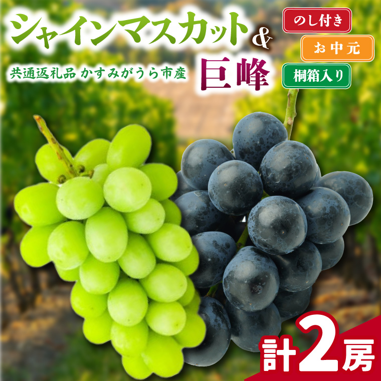 【お中元 熨斗付】 シャインマスカット と 巨峰 桐箱入り 