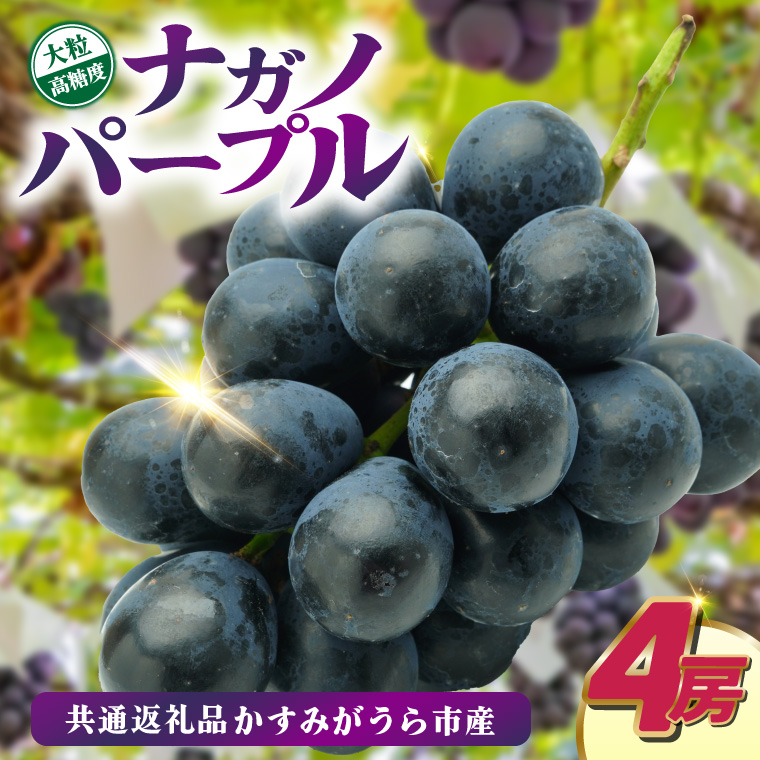 ナガノパープル4房　県内共通返礼品:かすみがうら市産 (BR15