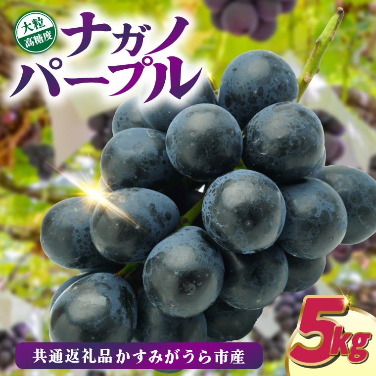 ナガノパープル5kg　県内共通返礼品:かすみがうら市産 (BR157