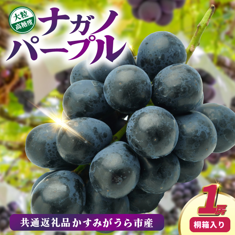 ナガノパープル桐箱入り1房　県内共通返礼品:かすみがうら