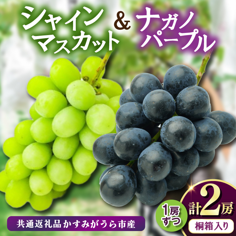 桐箱入り ナガノパープル 1房・シャイマスカット 1房 ＜2026