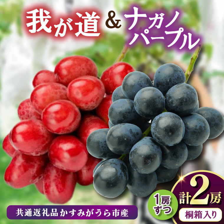 桐箱入り ナガノパープル 1房 ・我が道 1房 ＜2026年8月より