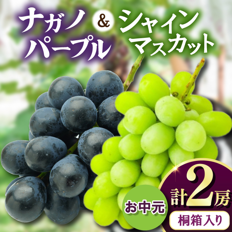 【お中元 熨斗付】 桐箱入り ナガノパープル 1房・シャイマ