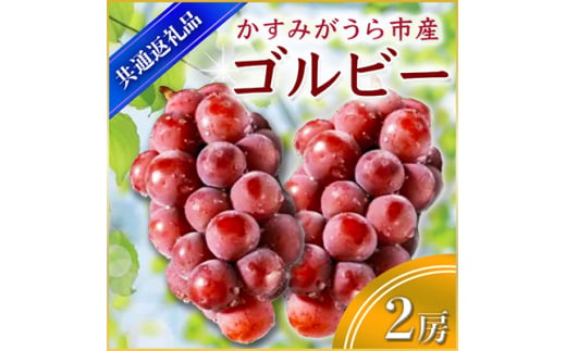 ゴルビー 2房 ＜2026年9月上旬より順次発送予定＞ (県内共通