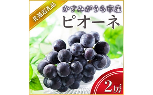 ピオーネ 2房 ＜2026年7月より順次発送予定＞ (県内共通返礼