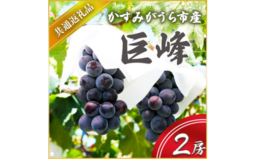 巨峰 2房 ＜2026年7月より順次発送予定＞ (県内共通返礼品:か