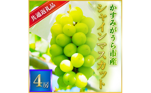 シャインマスカット 4房 ＜2026年7月より順次発送予定＞ (県