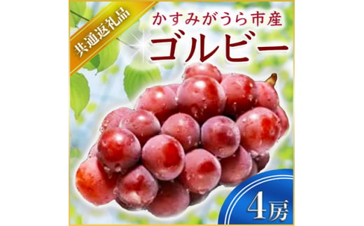 ゴルビー 4房 ＜2026年9月上旬より順次発送予定＞ (県内共通