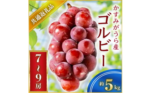 ゴルビー 約5kg 7～9房 ＜2026年9月上旬より順次発送＞ (県内