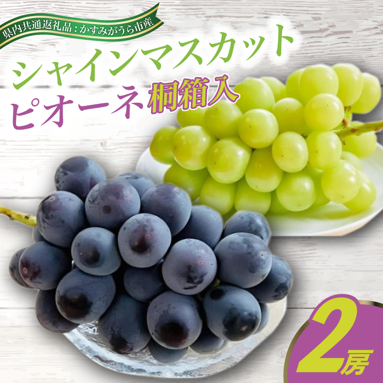 7月より順次発送予定 シャインマスカットとピオーネ桐箱入