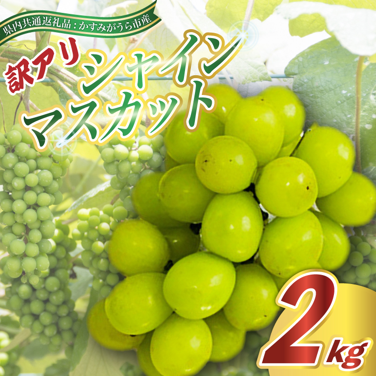 訳あり シャインマスカット 約2kg ＜2026年9月より順次発送＞