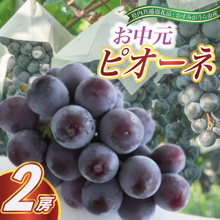 【お中元 熨斗付】 ピオーネ 2房 (県内共通返礼品:かすみが