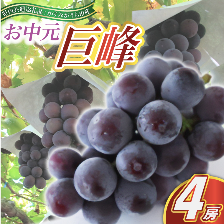【お中元 熨斗付】 巨峰 4房 (県内共通返礼品:かすみがうら