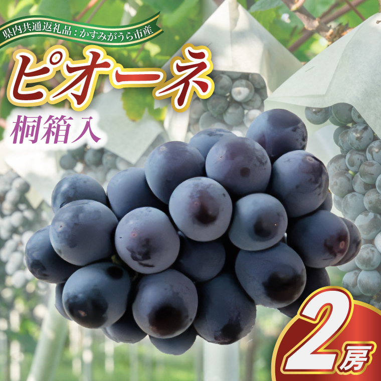 ピオーネ 桐箱入り 2房 ＜2026年7月より順次発送予定＞ (県内