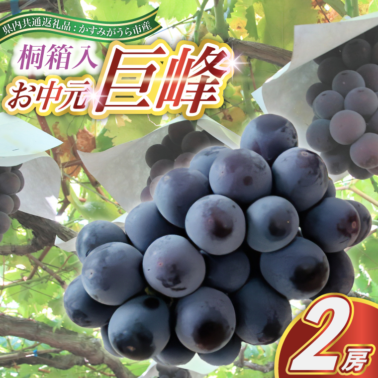 【お中元 熨斗付】 巨峰桐箱入り2房 ＜2026年8月より順次発