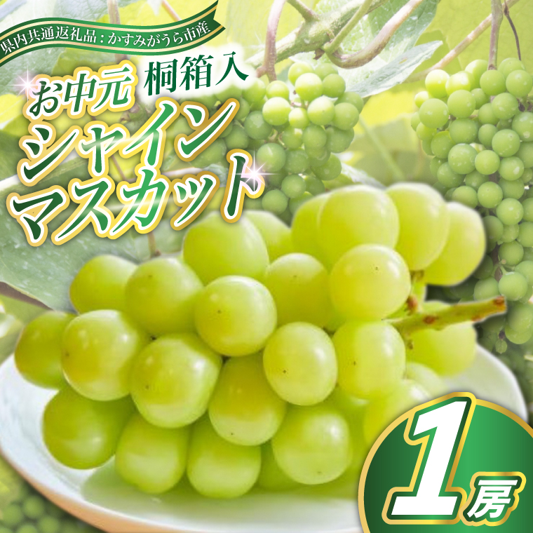 【お中元 熨斗付】 シャインマスカット 桐箱入り 1房 ＜2026