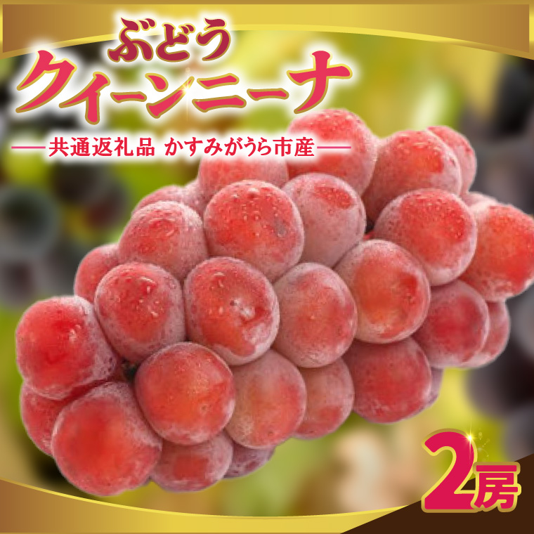 クインニーナ 2房 ＜2026年9月より順次発送＞ (県内共通返礼