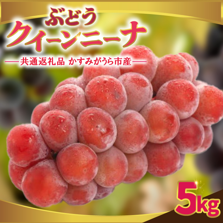 クインニーナ 約5kg ＜2026年9月より順次発送＞ (県内共通返