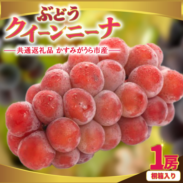 クインニーナ 桐箱入り 1房 ＜2026年9月より順次発送＞ (県内
