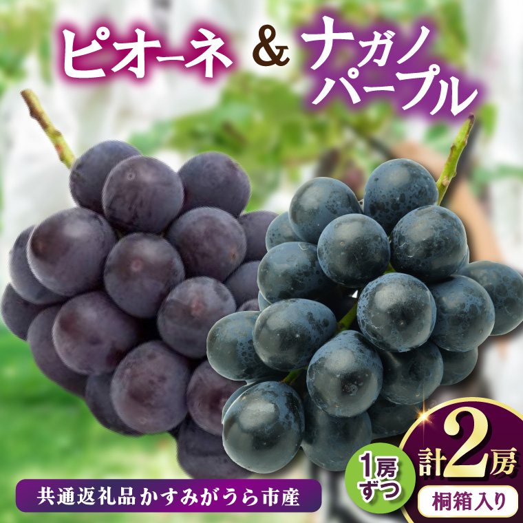 桐箱入り ナガノパープル 1房 ・ ピオーネ 1房 ＜2026年8月よ