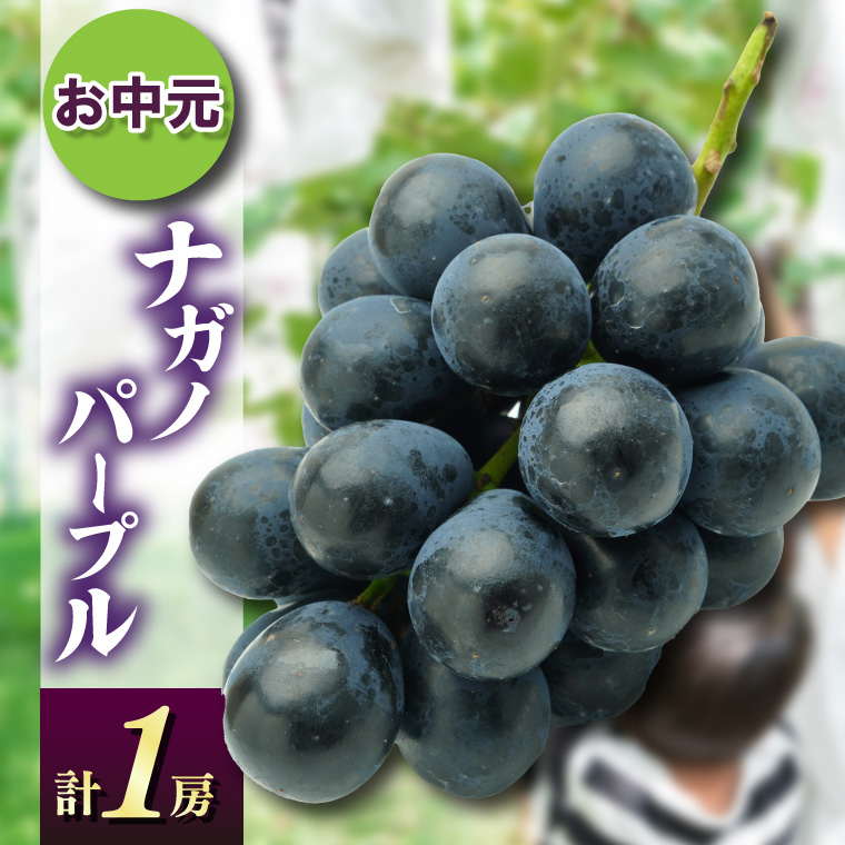 お中元ナガノパープル1房　県内共通返礼品:かすみがうら市