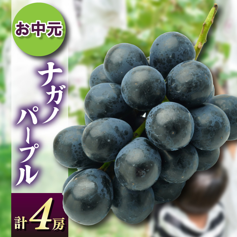 お中元ナガノパープル4房　県内共通返礼品:かすみがうら市