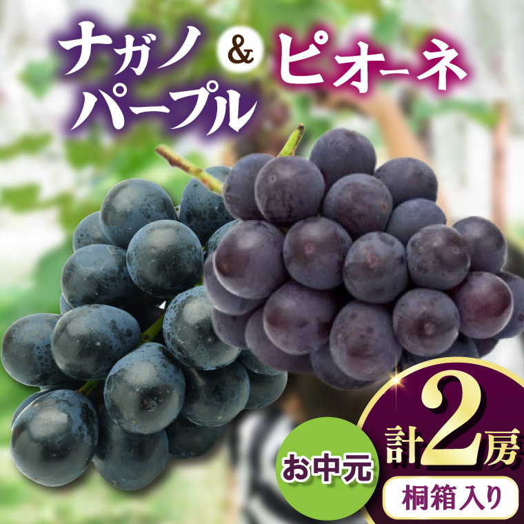 【お中元 熨斗付】 桐箱入り ナガノパープル 1房・ ピオー