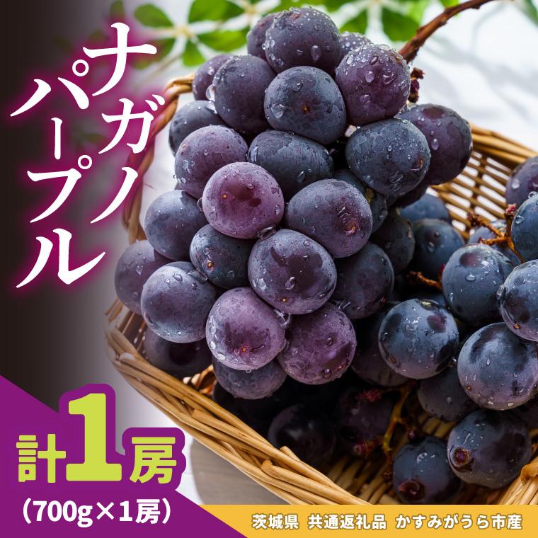 ナガノパープル 700g × 1房 ＜2026年8月より順次発送＞ (県内