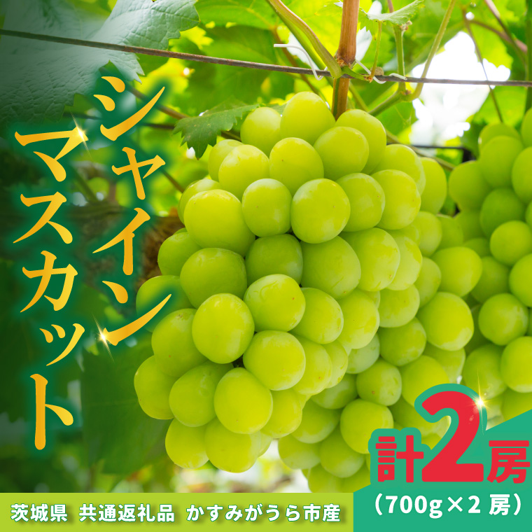 シャインマスカット 700g × 2房 ＜2026年8月より順次発送＞ (