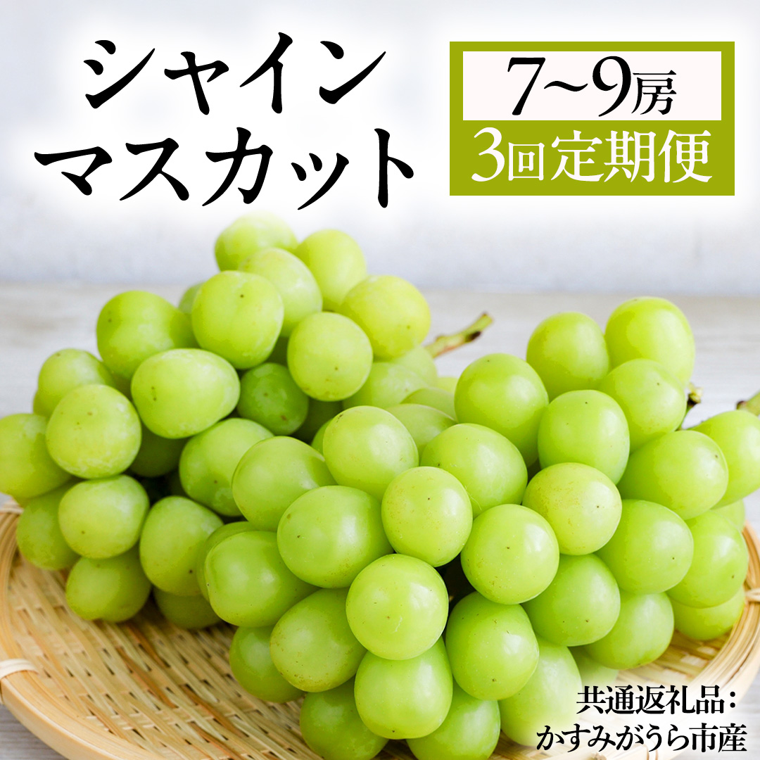 【3回定期便】 シャインマスカット 7～9房(約5kg)  (県内共通