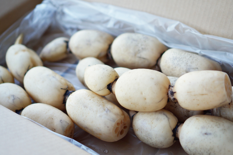 阿見レンコン（Mサイズ 5本程度 約4kg）【れんこん 蓮根 肉厚 しゃきしゃき 煮物 きんぴら】(20-01)