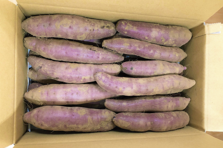 【先行予約 11月頃から順次発送】茨城県阿見町産 さつまいも 紅はるか 5kg×1【サツマイモ 生芋 べにはるか 茨城県 阿見町】(04-10)