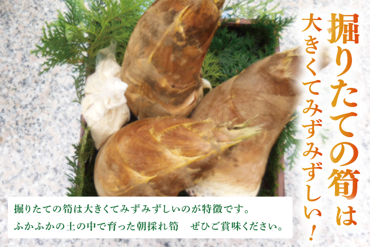 【先行予約】【2026年4月より発送開始】茨城県阿見町産 たけのこ4kg｜朝採れ 旬  春限定 数量限定 国産 タケノコ 筍 産地直送（25-01）