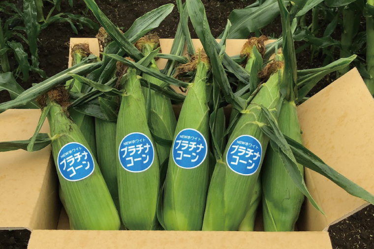 【先行予約】阿見町産 今朝採れとうもろこし約5kg（プラチナコーン・9本～15本）【茨城県 阿見町  国産 甘い 朝採り 野菜 スイートコーン ホワイト 白 送料無料】（04-23）