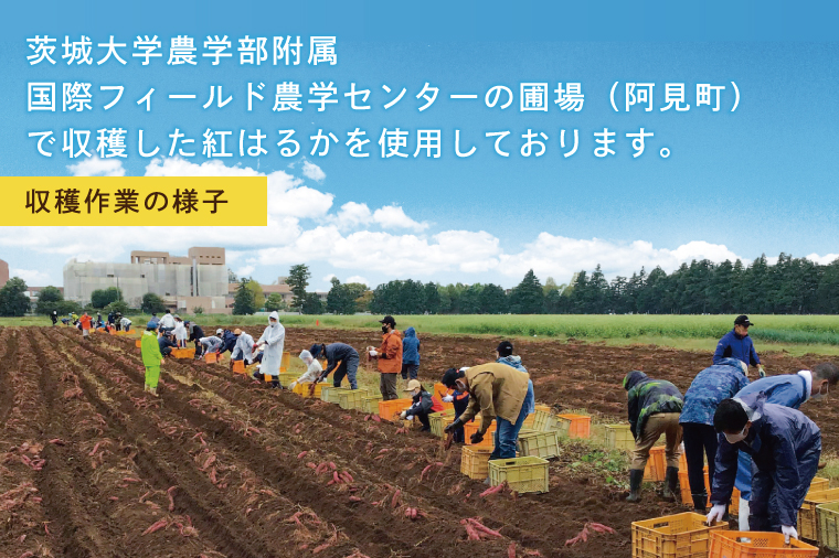 18-02 セメント屋さんの干し芋　10袋セット【茨城県産　サツマイモ　さつまいも　干し芋　おいしい　紅はるか　甘い　おやつ】