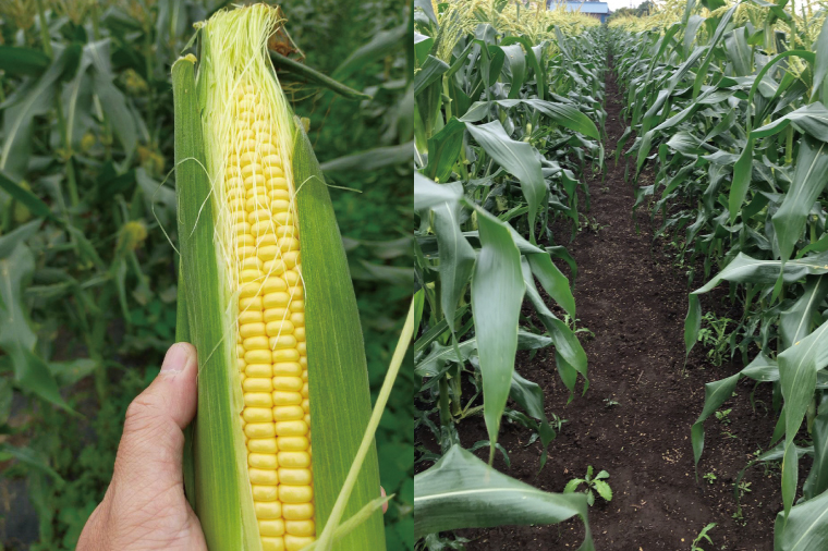 【先行予約】阿見町産 今朝採れとうもろこし約5kg（ドルチェドリーム・9本～15本）【茨城県 阿見町  国産 甘い 朝採り 野菜 コーン バイカラー 送料無料】（04-22）