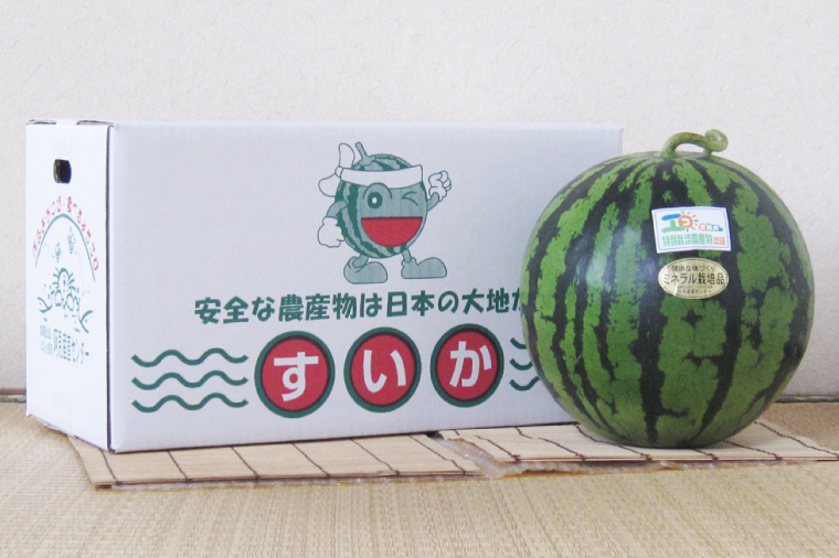 【先行予約】茨城県産大玉スイカ3Lサイズ（8～9kg）【茨城県 阿見町 スイカ 1玉 すいか 西瓜 果物 くだもの フルーツ 国産 甘い 送料無料】（04-25）