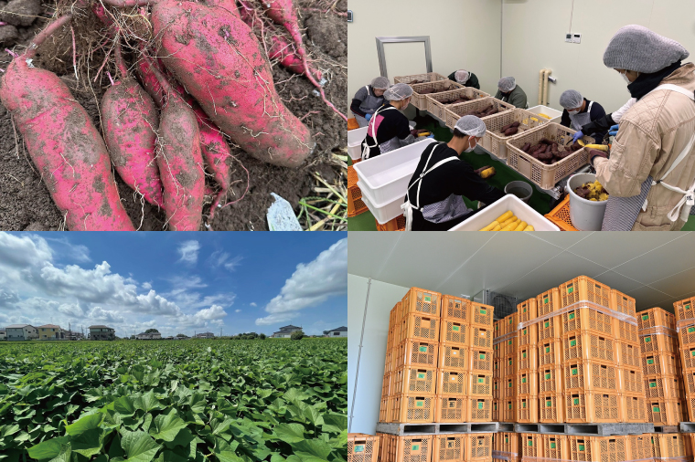 【先行予約12月下旬から発送】生芋20kg S～Lサイズ混合 2箱｜サツマイモ さつま芋 さつまいも 芋 いも 野菜  紅はるか 茨城県 阿見町 阿見 20000円以内 2万円以内(56-07)