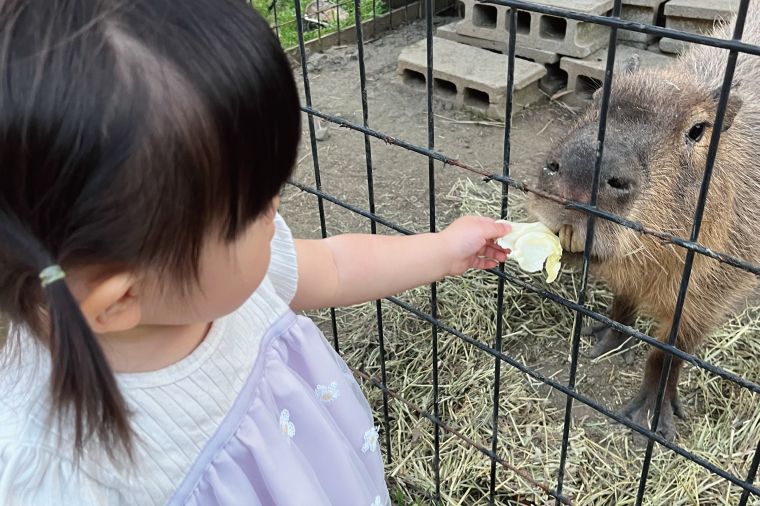 ふれあい動物園ANIMA 年間パス【動物 どうぶつ 動物園 チケット 年間パスポート 阿見町 茨城県】（61-01）