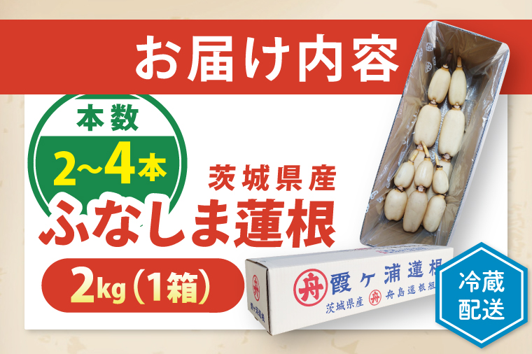 【特選】ふなしま蓮根（2㎏箱）2～4本｜老舗産地 レンコン 希少品種 れんこん 柔らかい 産地直送（82-02）